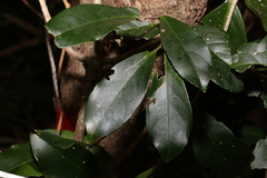 Loeseneriella barbata