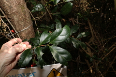 Loeseneriella barbata