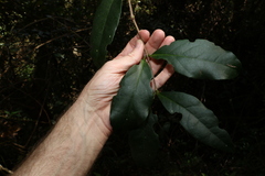 Loeseneriella barbata