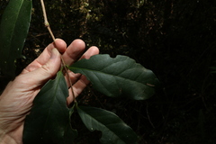 Loeseneriella barbata
