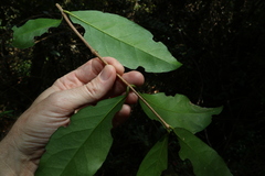 Loeseneriella barbata