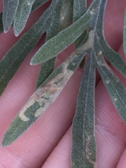 Agromyzidae