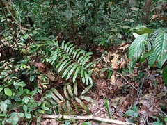 Blechnum finlaysonianum