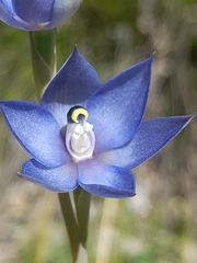 Thelymitra graminea