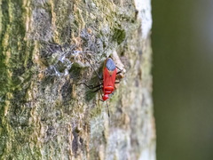 Dindymus sanguineus