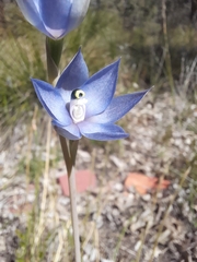 Thelymitra graminea