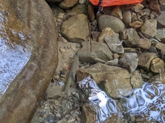 Opsariichthys pachycephalus