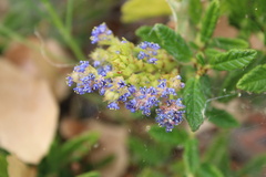 Ceanothus papillosus