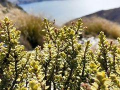 Veronica buchananii