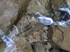 Opsariichthys pachycephalus