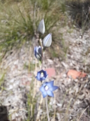 Thelymitra graminea