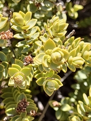 Veronica buchananii