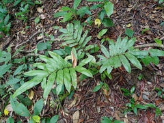 Blechnum finlaysonianum
