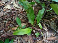 Blechnum finlaysonianum