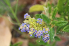 Ceanothus papillosus