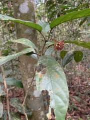 Clerodendrum deflexum