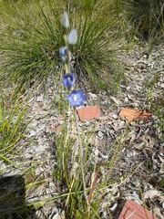 Thelymitra graminea