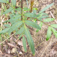 Polyscias sambucifolia