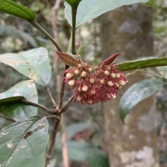 Clerodendrum deflexum