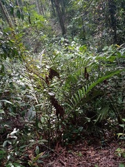 Blechnum finlaysonianum