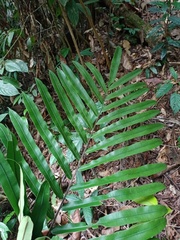 Blechnum finlaysonianum