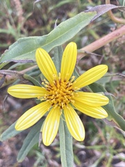 Helianthus californicus