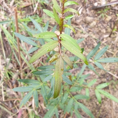 Polyscias sambucifolia
