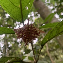 Clerodendrum deflexum