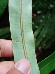 Blechnum finlaysonianum