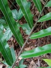 Blechnum finlaysonianum