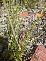 Thelymitra graminea