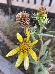 Helianthus californicus