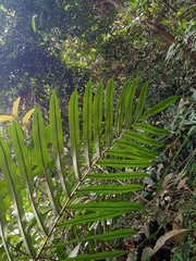 Blechnum finlaysonianum