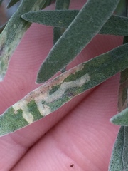 Agromyzidae