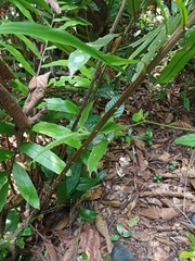Blechnum finlaysonianum
