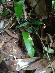 Blechnum finlaysonianum