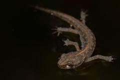 Ichthyosaura alpestris