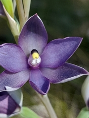 Thelymitra macrophylla