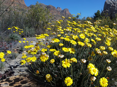 Euryops othonnoides