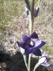 Thelymitra macrophylla