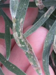 Agromyzidae