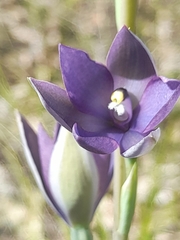 Thelymitra macrophylla