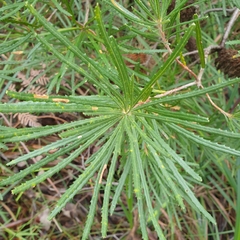 Banksia cunninghamii