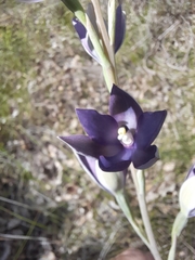 Thelymitra macrophylla