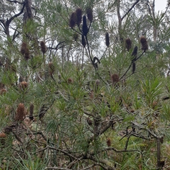 Banksia cunninghamii