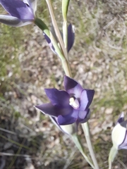 Thelymitra macrophylla