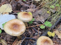 Tricholoma fulvum