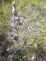 Thelymitra macrophylla