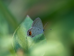 Everes lacturnus