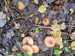 Tricholoma fulvum
